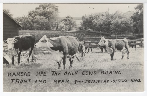 Kansas Has The Only Cows Milking Front and Rear by J.B. Muecke