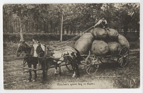 Potatoes grow big in Kans. by W.H. Martin