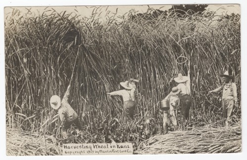 Harvesting Wheat in Kans. by Martin Post Card Co.