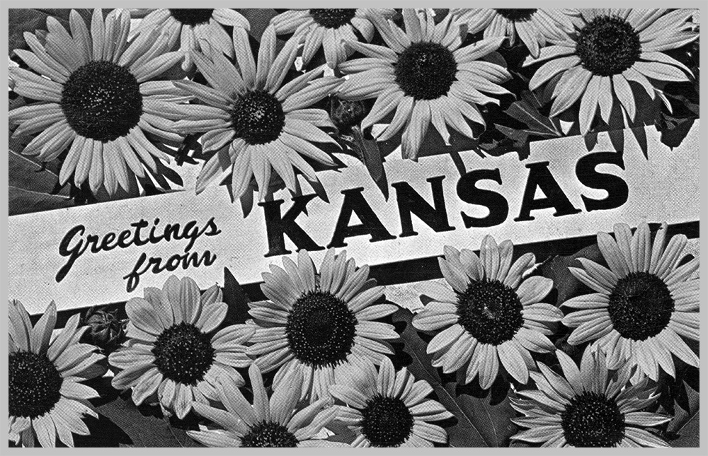 Greetings from Kansas - Sunflowers